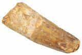 Fossil Spinosaurus Tooth - Real Dinosaur Tooth #239281-1